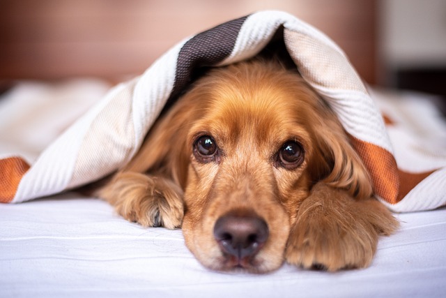 Recognizing the Signs of Dog Cold Symptoms: Is Your Pup Under the Weather?